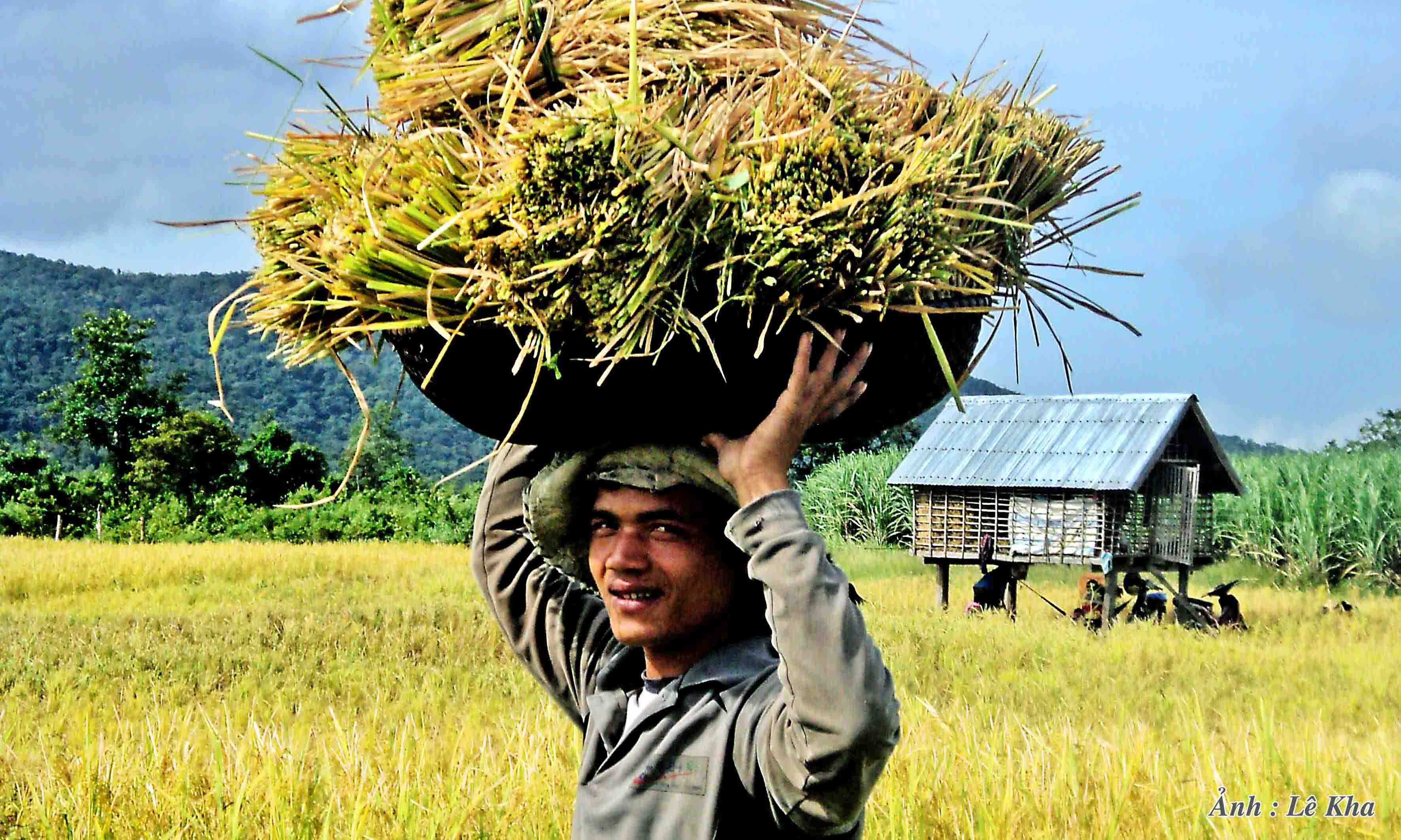 Vụ mùa bội thu